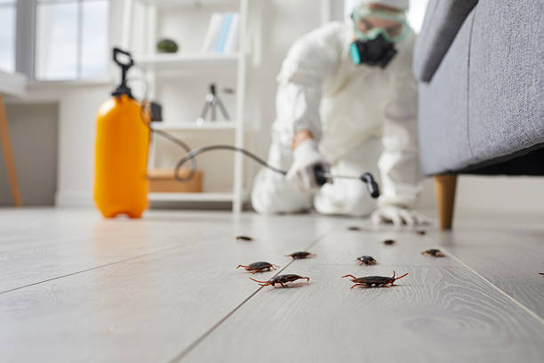 Post-Treatment Bed Bug Interceptor Monitoring in Coleman